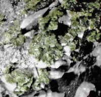 /album/galerie-photos/souraide-epidote-prehnite-6156-mod1-jpg1/